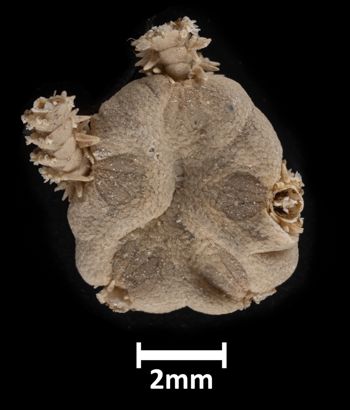 Media type: image;   Invertebrate Zoology OPH-1320 Aspect: dorsal